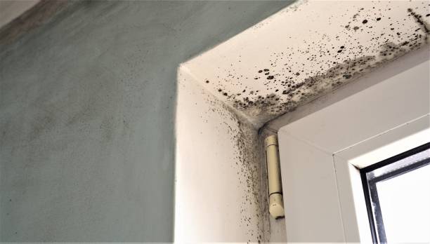 Best Black Mold Removal  in Southchase, FL