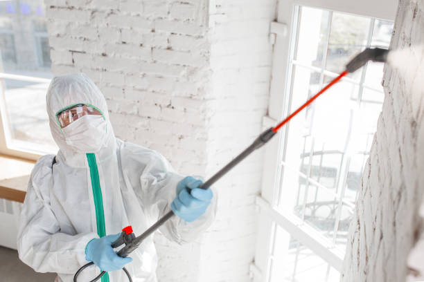 Best Basement Mold Removal  in Southchase, FL