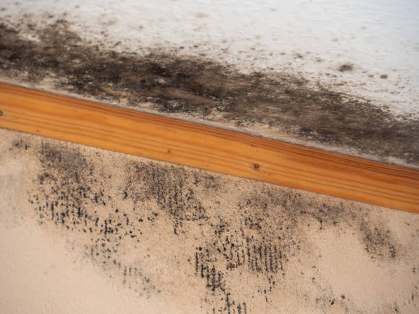 Best Airborne Mold Testing  in Southchase, FL
